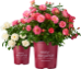 Bailey Nurseries: Event Profile / Showcase - 
