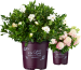 Bailey Nurseries: Event Profile / Showcase - 