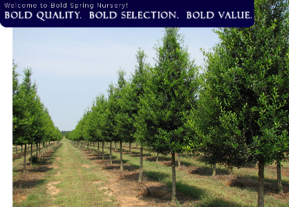 Bold Spring Nursery - Bold Spring Nursery -- Hawkinsville, GA